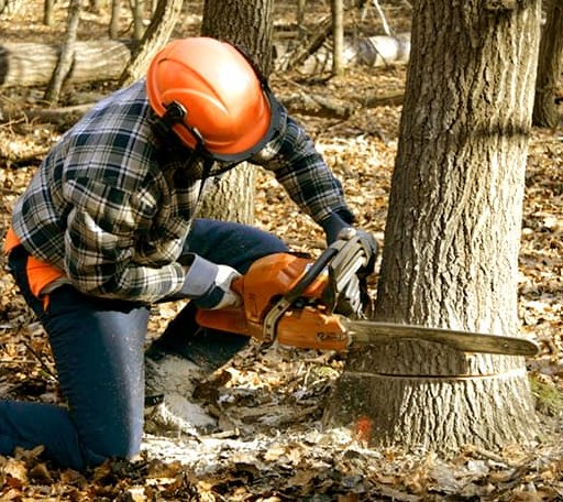 Tree Removal in Olivet, MI